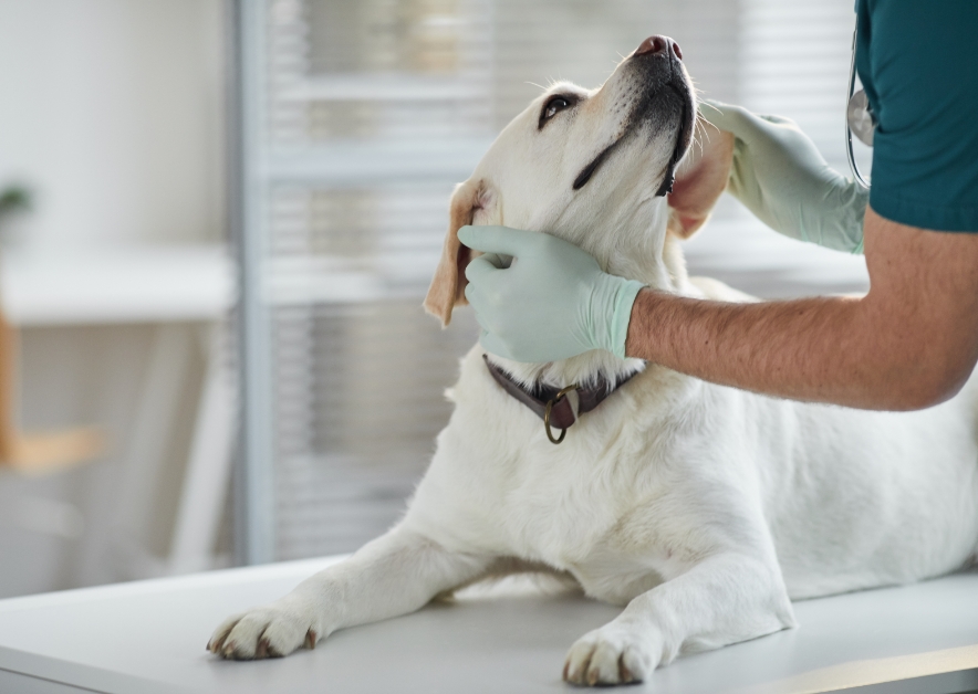 予防接種を受けて健康な犬