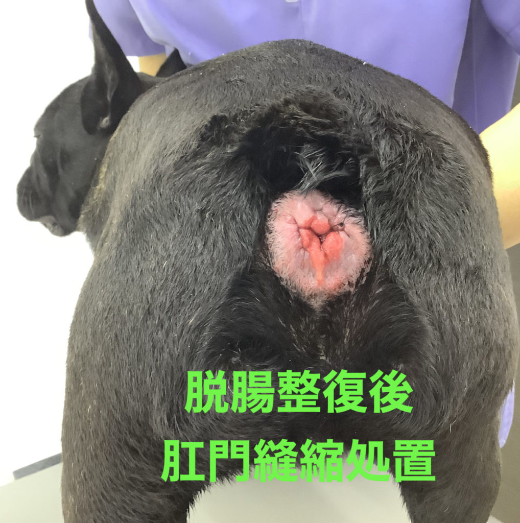 犬 脱腸 結腸固定術 川崎区の動物病院 たかはし犬猫病院